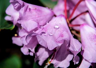 Dew on azalea flowers