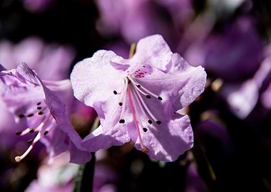 Purple azalea flowers