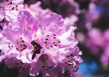 Purple azalea flowers