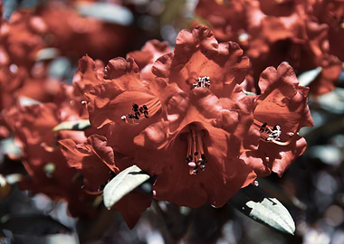 Red Azalea flowers