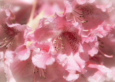 Rhododendron pink flower
