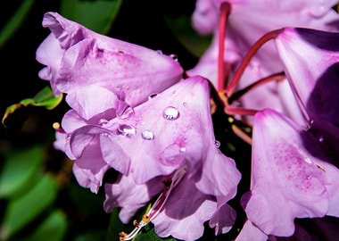 Dew on azalea flowers