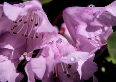 Dew on azalea flowers
