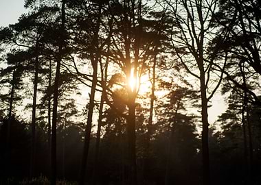 Sunshine on wild forest