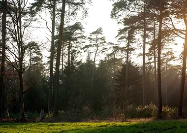 Sunshine on wild forest