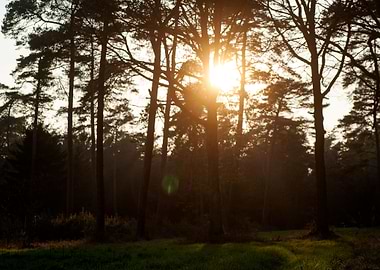 Sunshine on wild forest