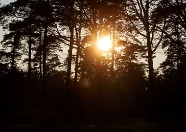 Sunshine on wild forest