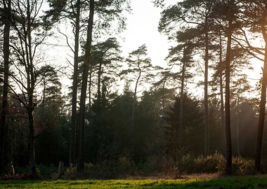 Sunshine on wild forest