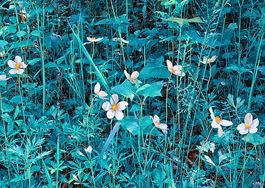 Anemone forest Flowers