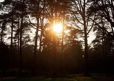 Sunshine on wild forest