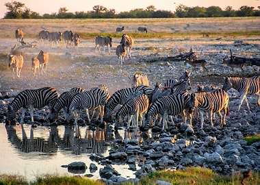 zebras in the sunset