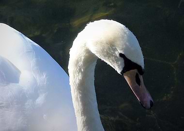 Swan