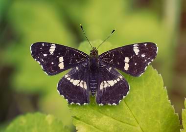 White Admiral