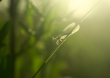 Green Lacewing