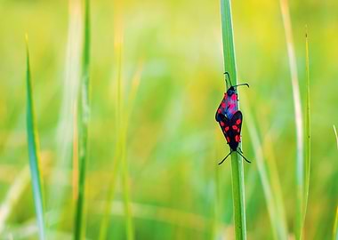 Burnet Moths on Green
