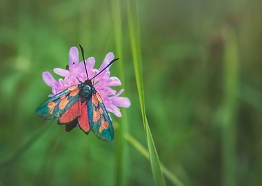 Burnet Moth on Flower