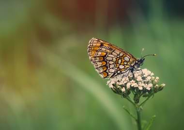 Butterfly on flower