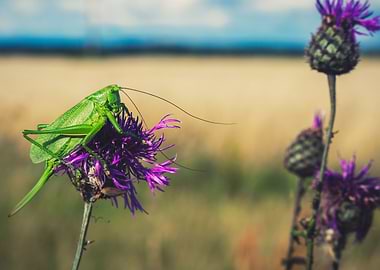Bush cricket on flower