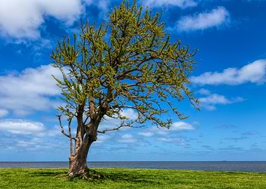 La Rambla Tree