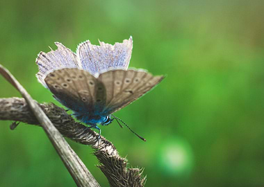 Common Blue