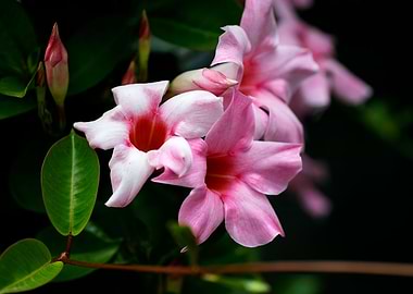 Mandevilla pink flower