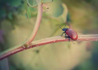 Knotgrass Leaf Beetle