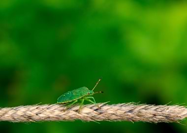 Green shield bug on plant