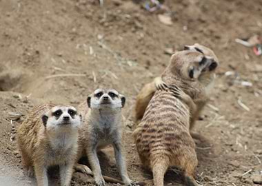 Meerkats on watch