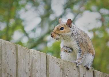 Squirrel on fence