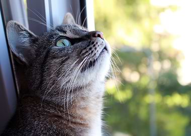 The Cat at the Window