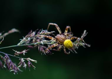 Four spot orbweaver