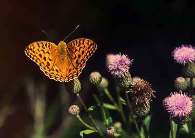 Silverwashed Frittilary