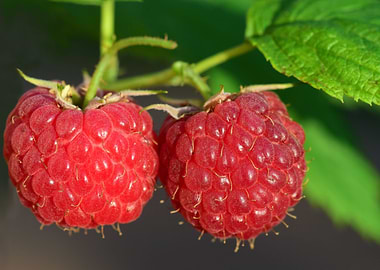 Raspberry