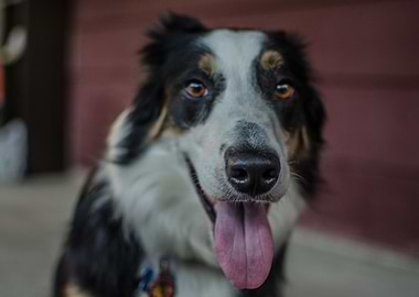 Legend The Border Collier