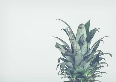 Pineapple leaves