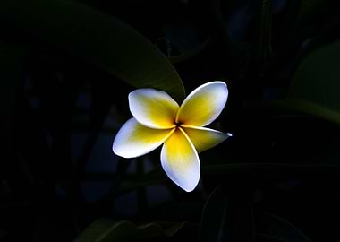 Plumeria