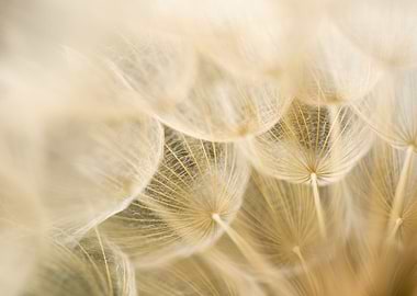 Dandelion close up