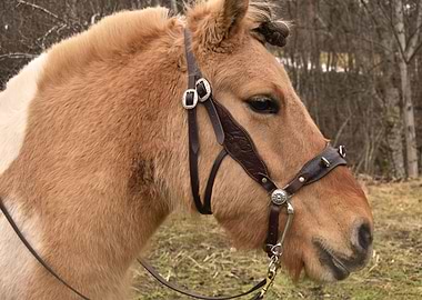 Mideval Warrior Pony