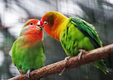 Love birds