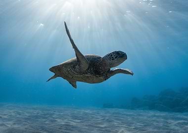 Swimming sea turtle