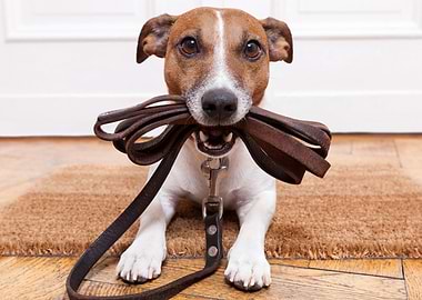 Jack Russell terrier