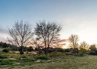 Trees and sunset