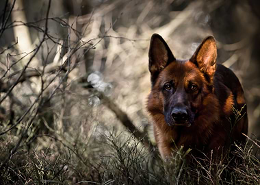 German Shepherd