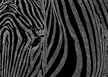 Zebra Drawn in White Dots