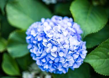 Hydrangea