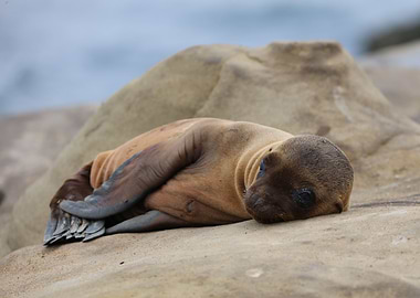 California baby sea lion