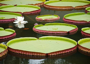Victoria amazonica