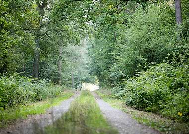 Walking on wild forest