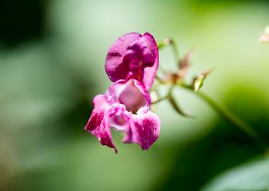 Impatiens glandulifera