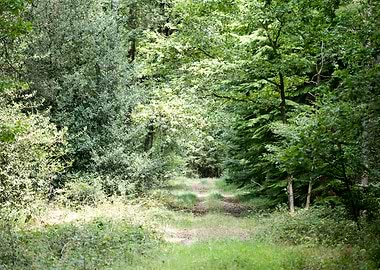 Walking on wild forest